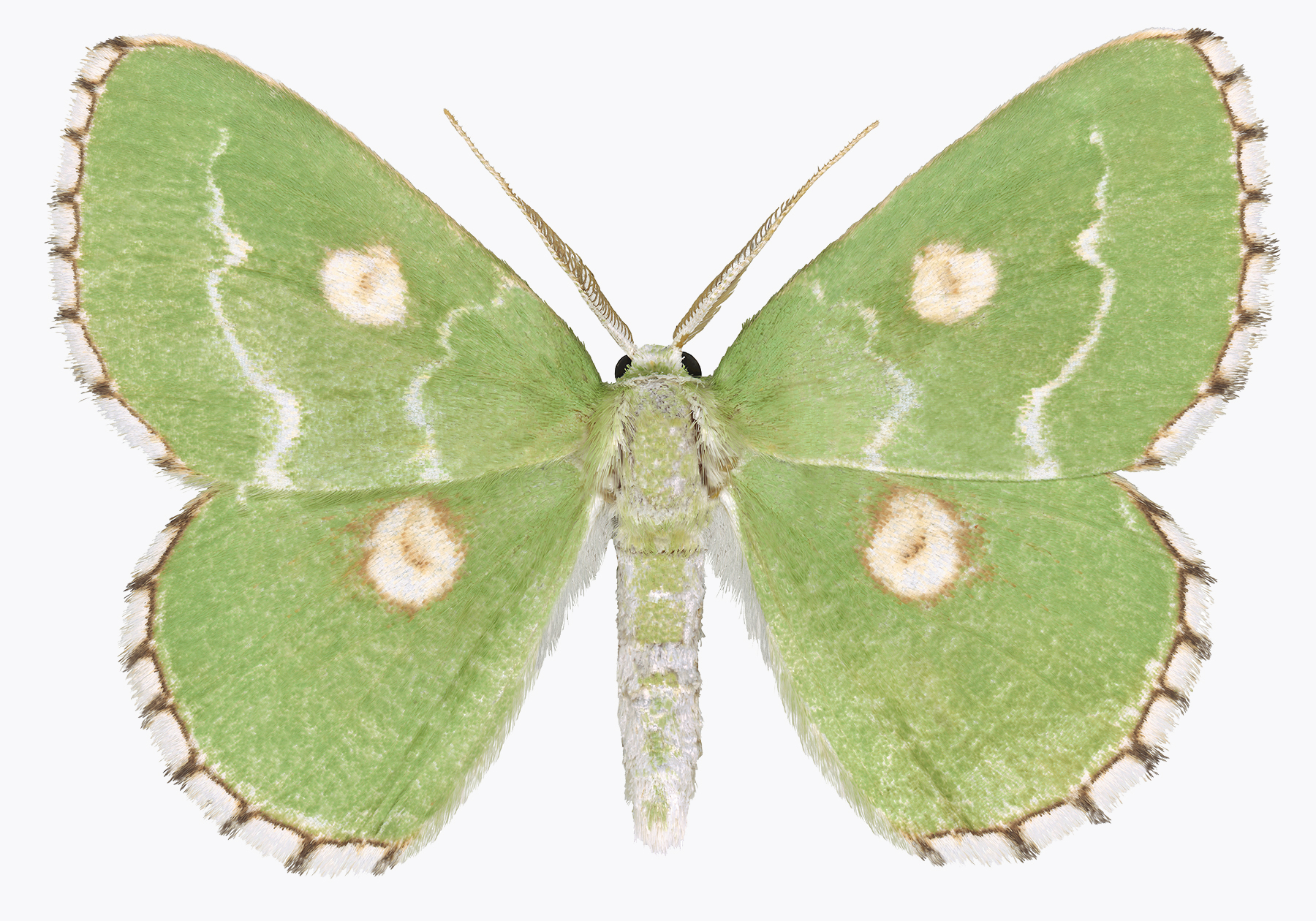 Types Of Moths In Rhode Island