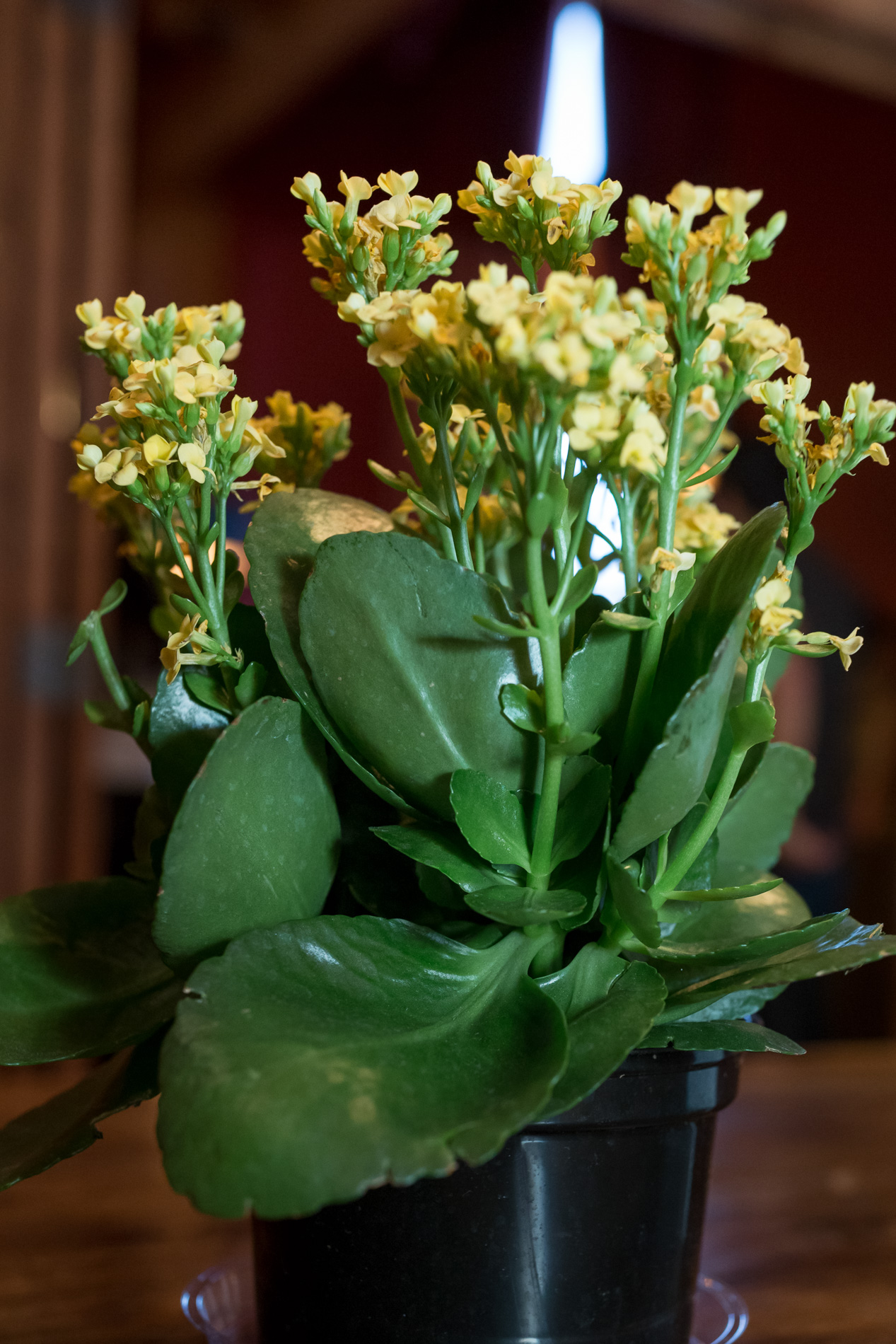 melani lust ah_170553