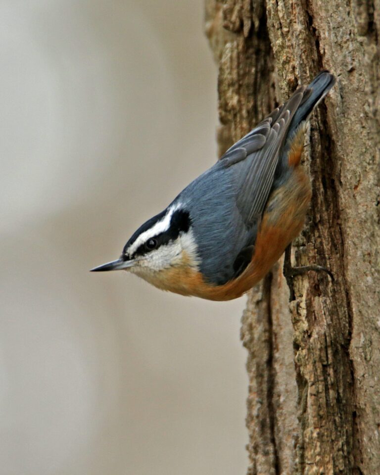 Red breasted Nuthatch 768x960