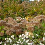 AH-FA-A-Plan-For-All-Seasons-a13