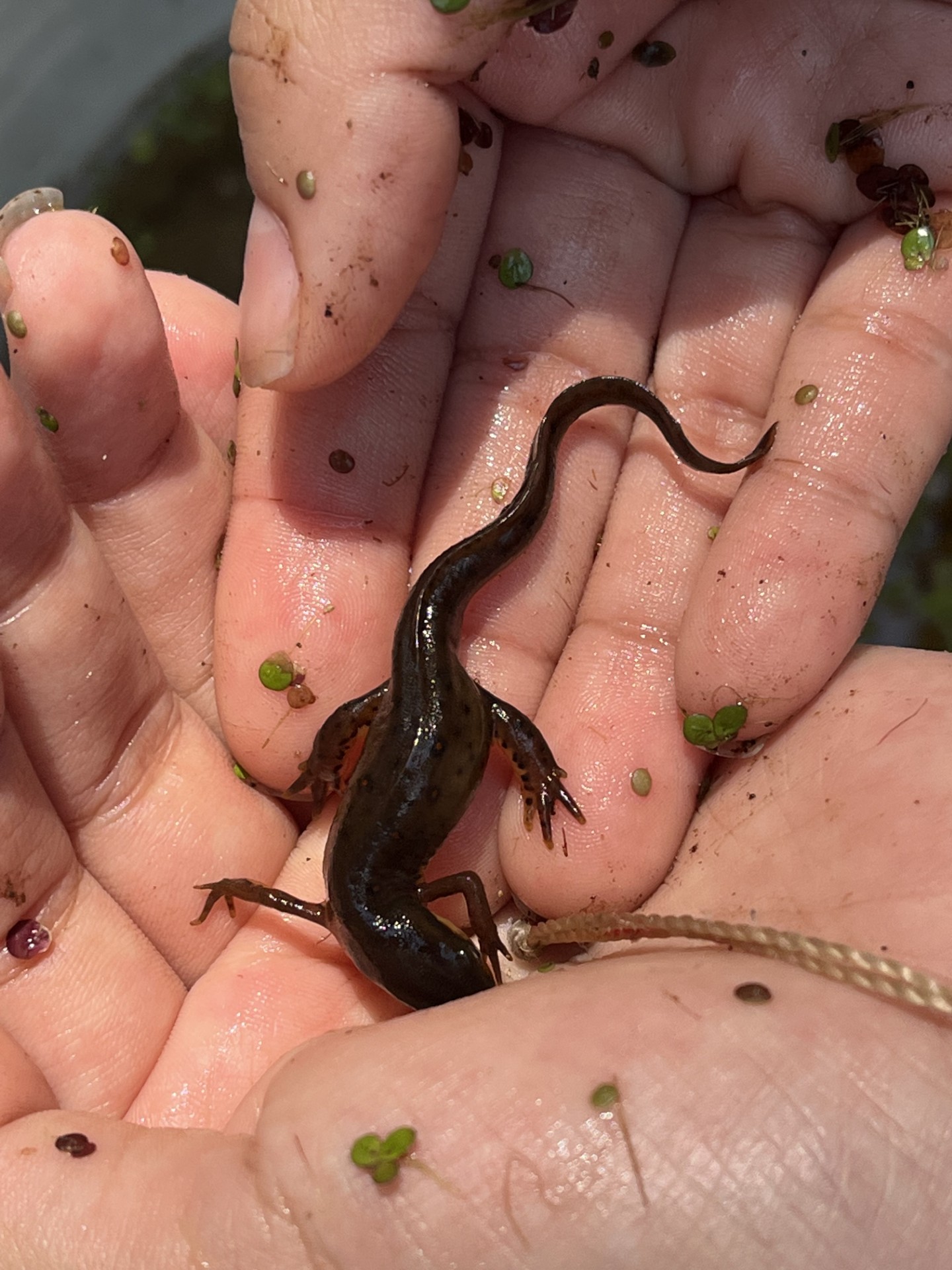 newt 768x1024