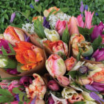 NCD-TN-Growing-Joy-5