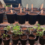 NCD-TN-Growing-Joy-8