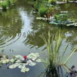 SM-TN-History-in-Bloom-2