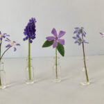 SM-TN-History-in-Bloom-6