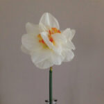 SM-TN-History-in-Bloom-9