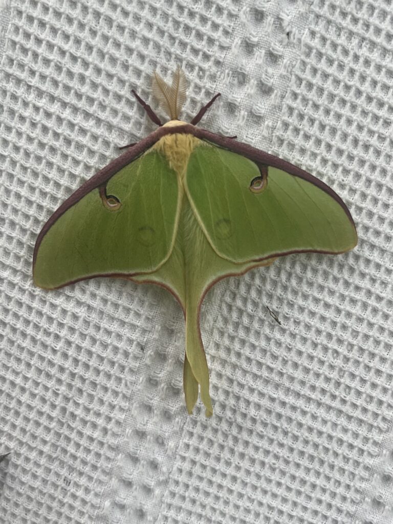 Moth 768x1024