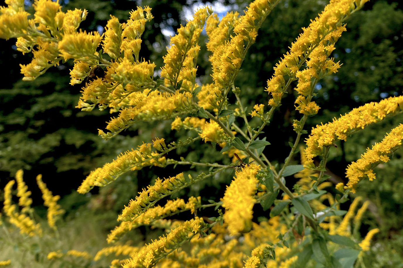 Goldenrod 1 768x512