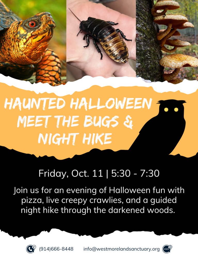 Amphibian Night Hike 2 768x994